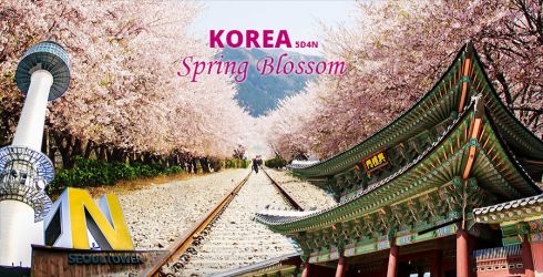 KOREA CHERRY BLOSSOM SONATA 5D - Seoul, South Korea